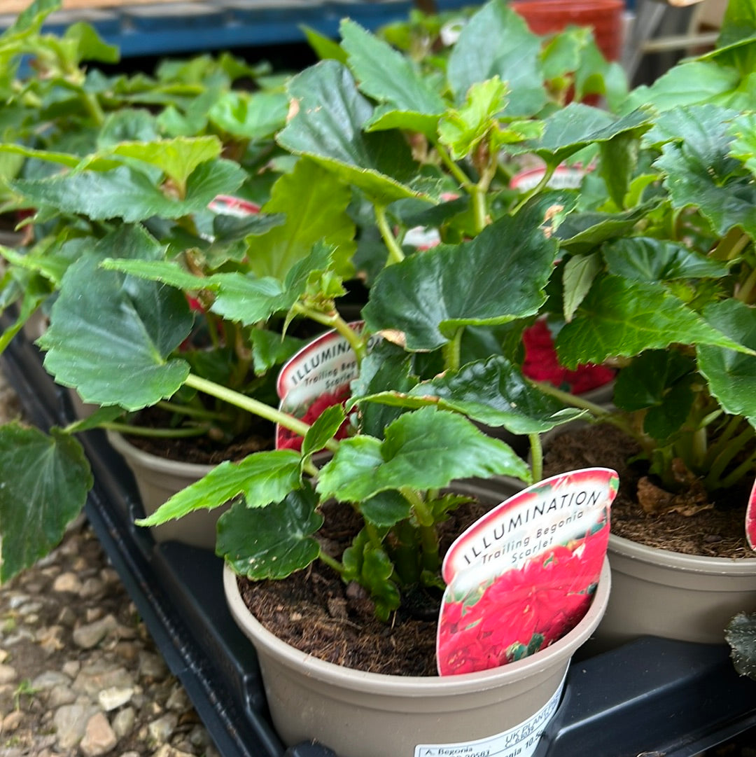 Begonia illumination scarlet 10.5cm