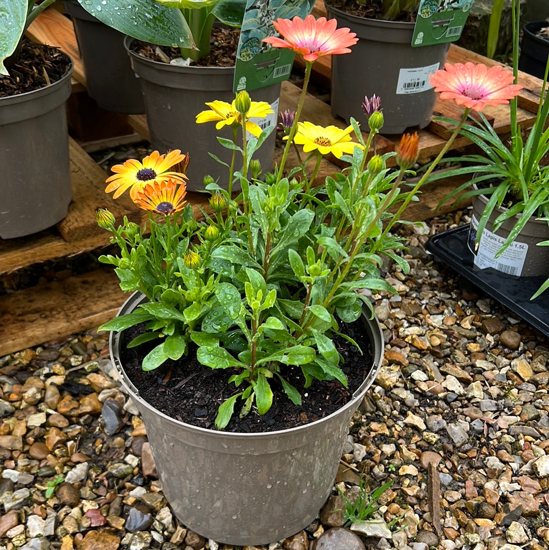 Patio pot