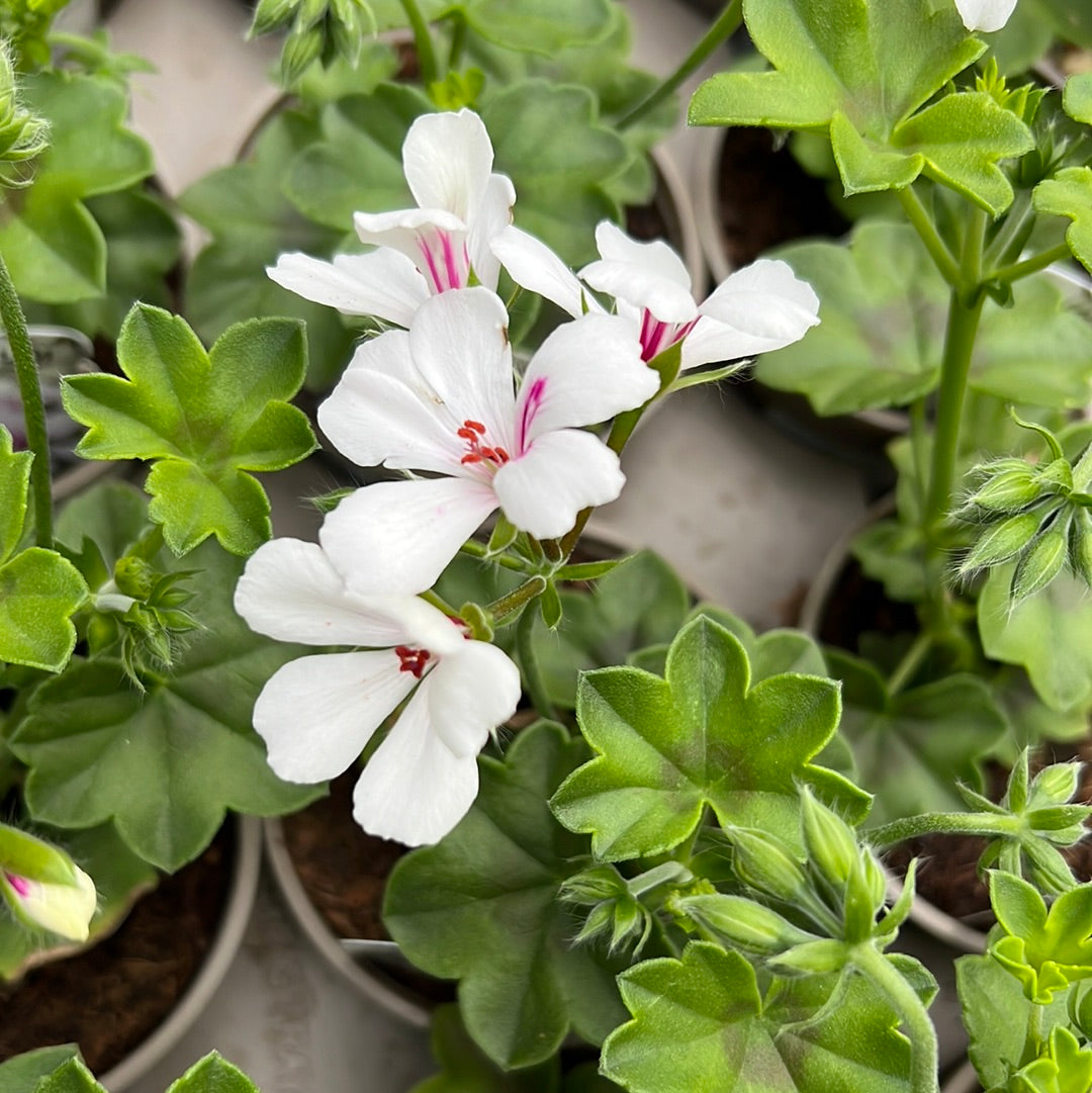 Geranium villetta white 10.5cm