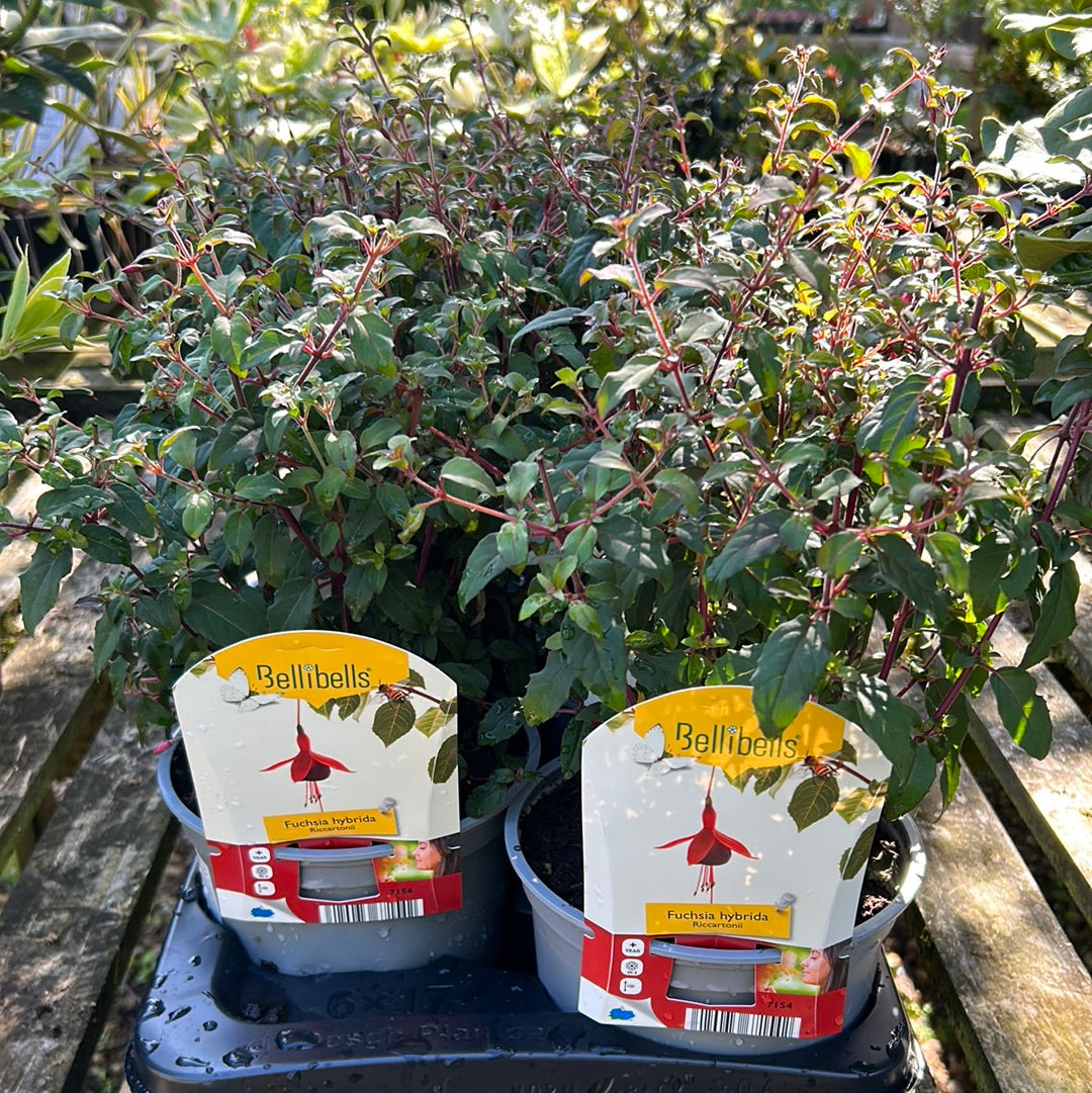 Hardy Fuchsia hybrida