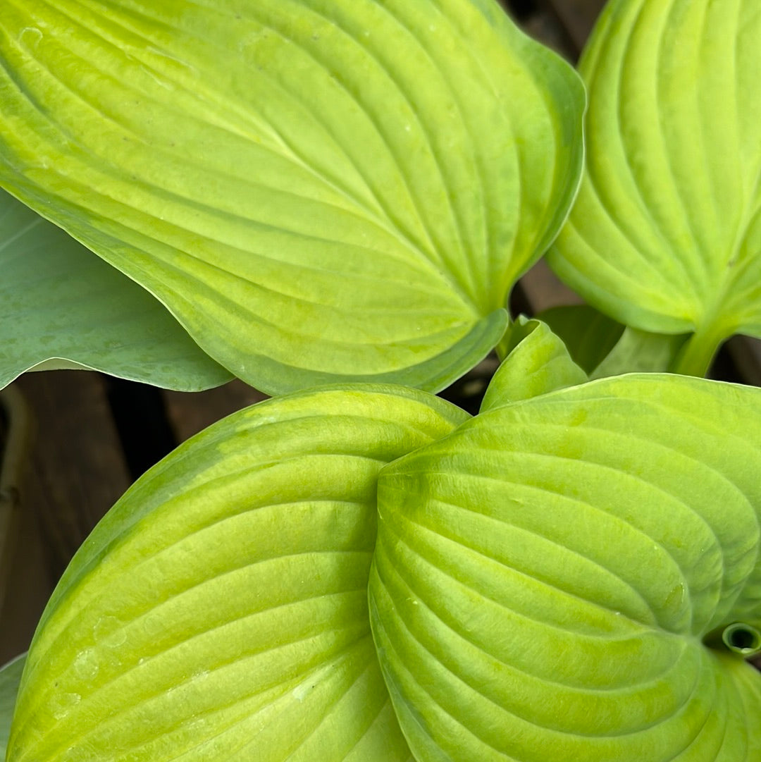 Hosta guacamole 3L