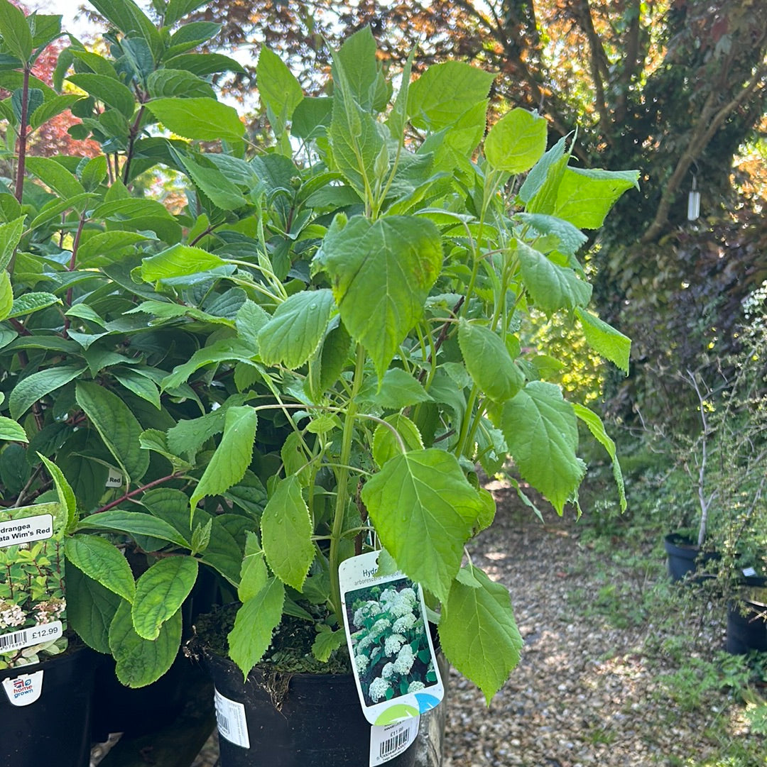 Hydrangea Arborescens Annabelle 3L