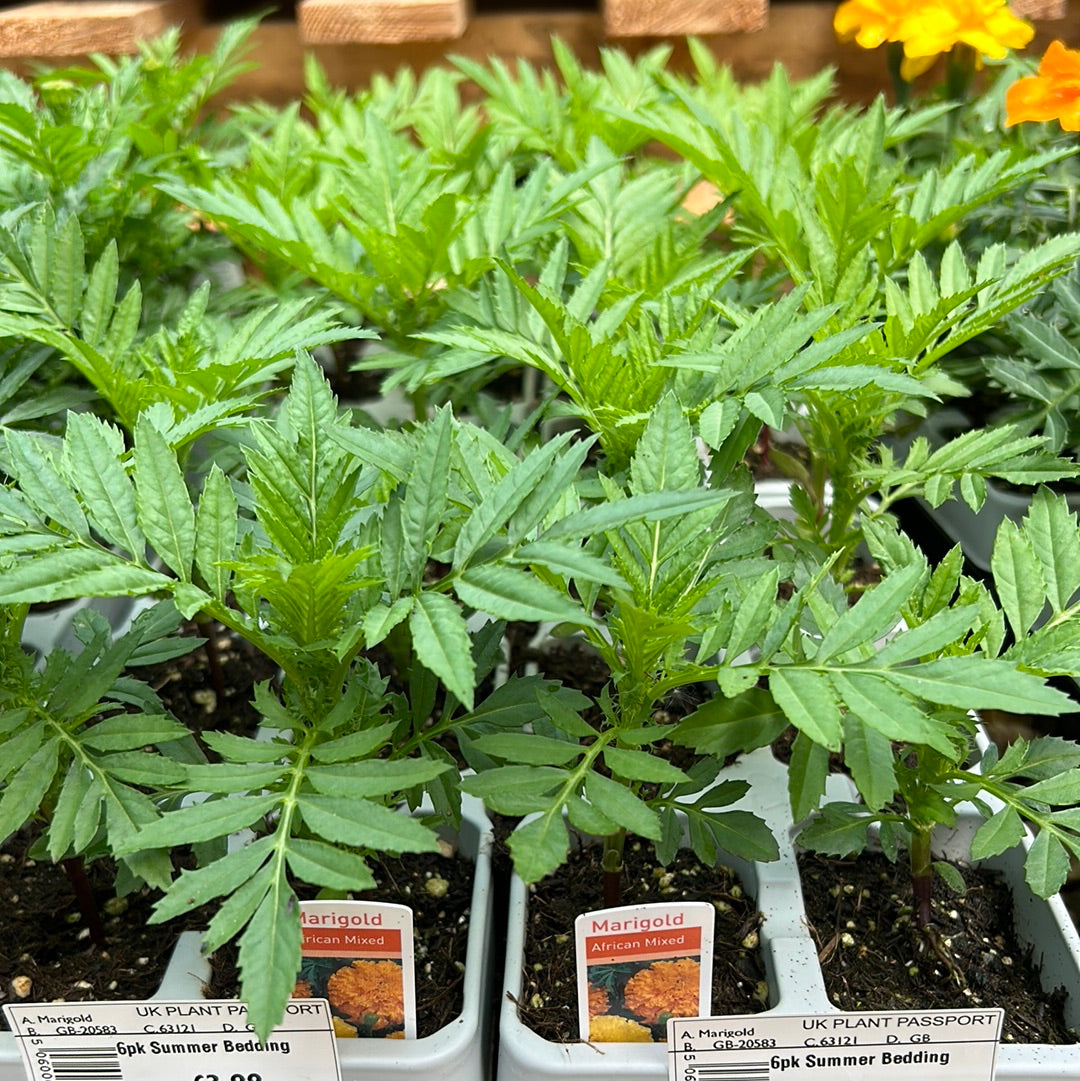 6pk Marigold African Mixed