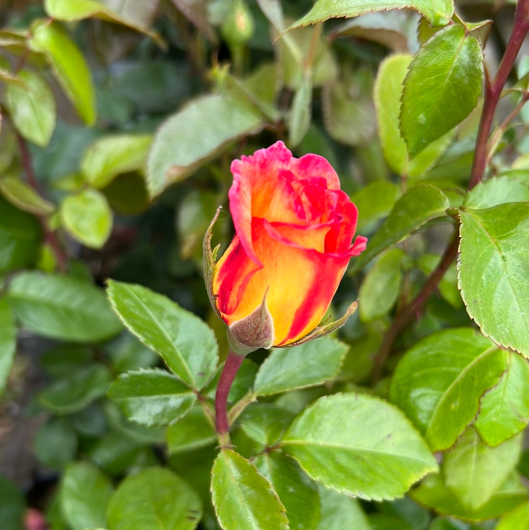 Sheila’s perfume rose
