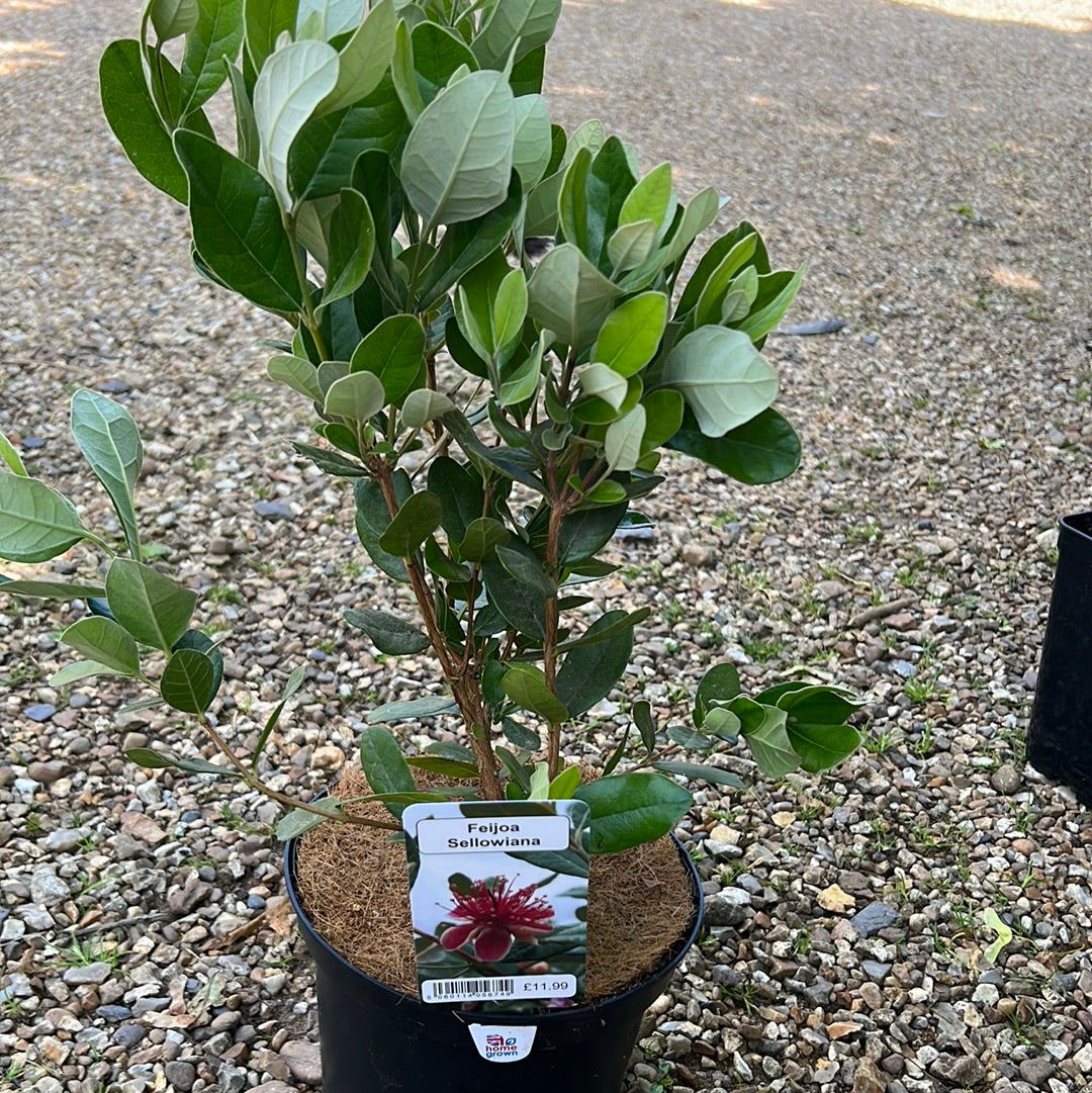 Feijoa sellowiana
