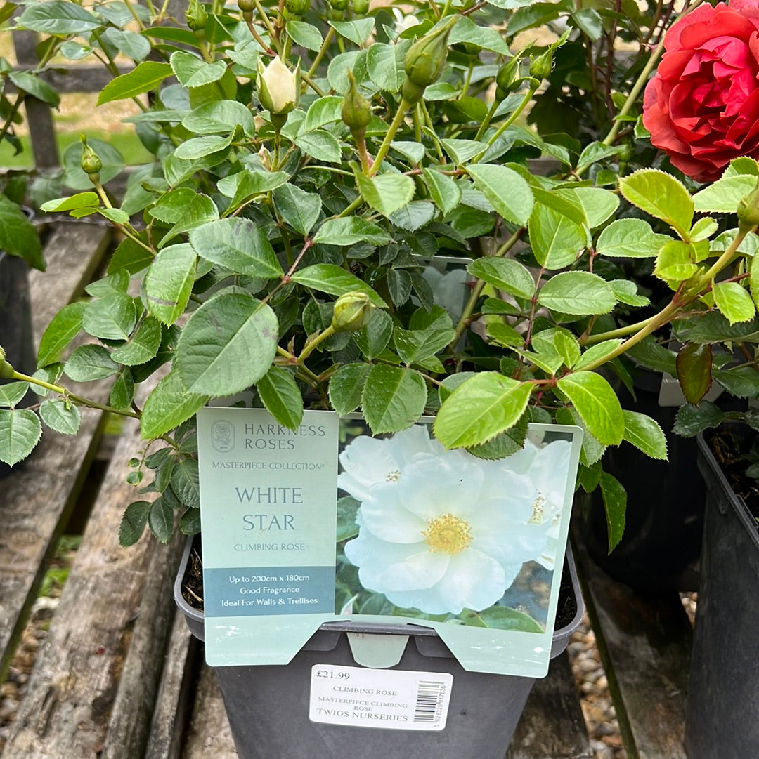 White Star rose