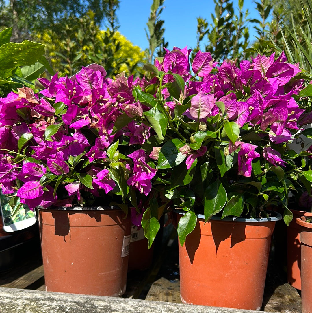Bougainvillea Bush (17cm)