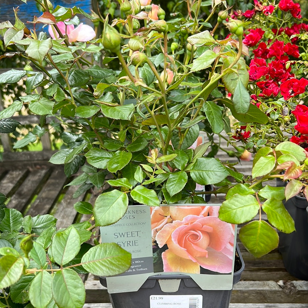 Sweet Syrie climbing rose