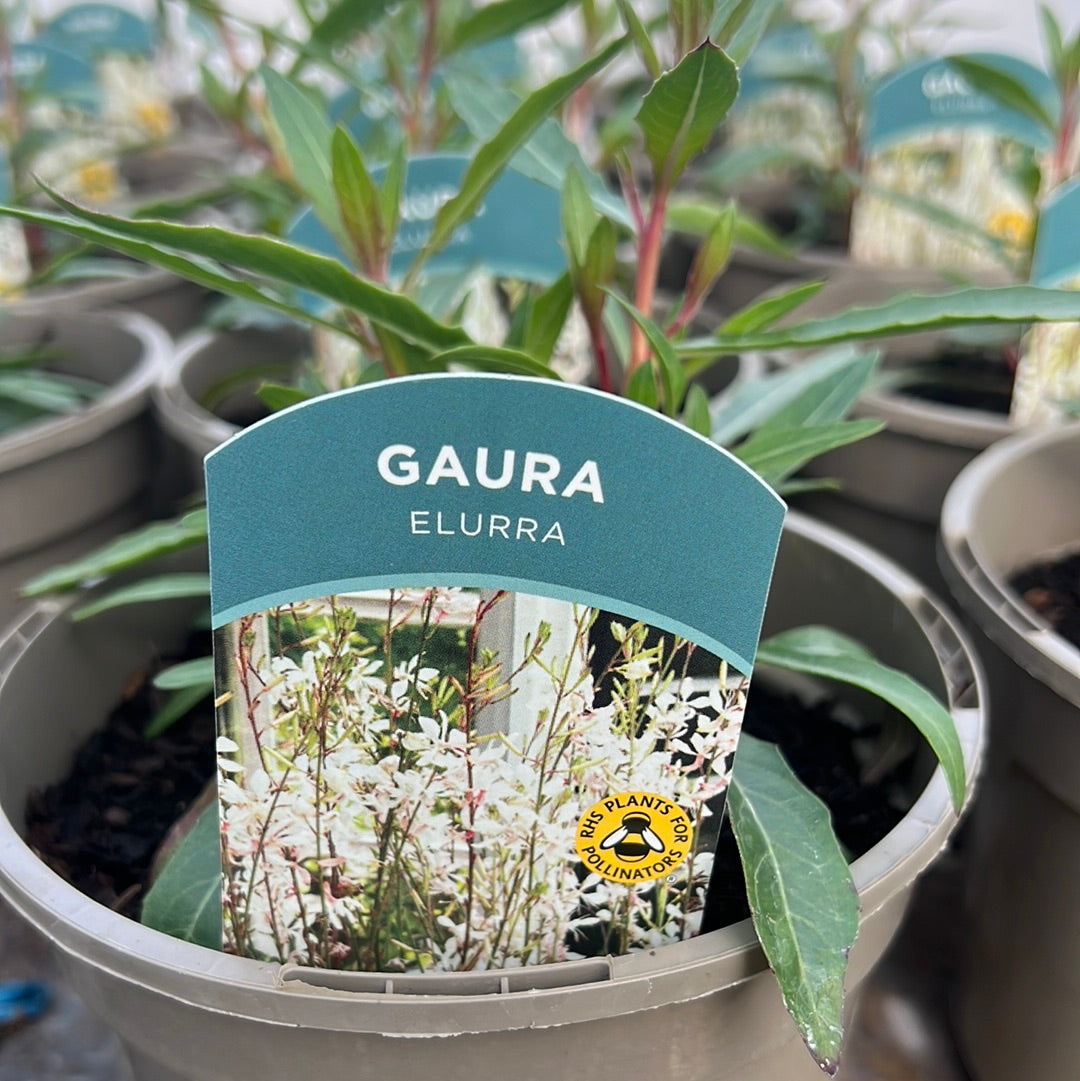 Gaura Elurra 2L