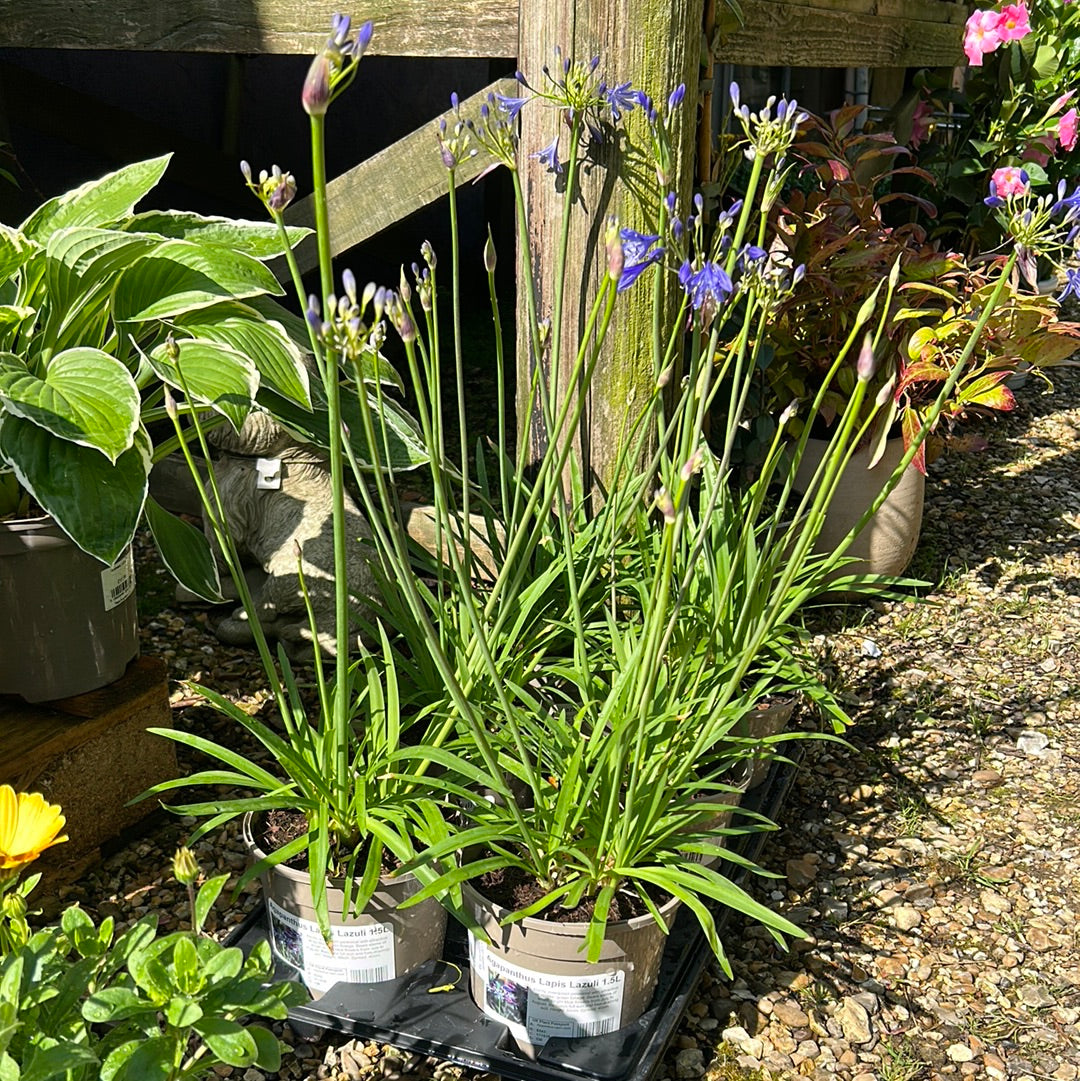 Agapanthus Lapis Lazuli 1.5L