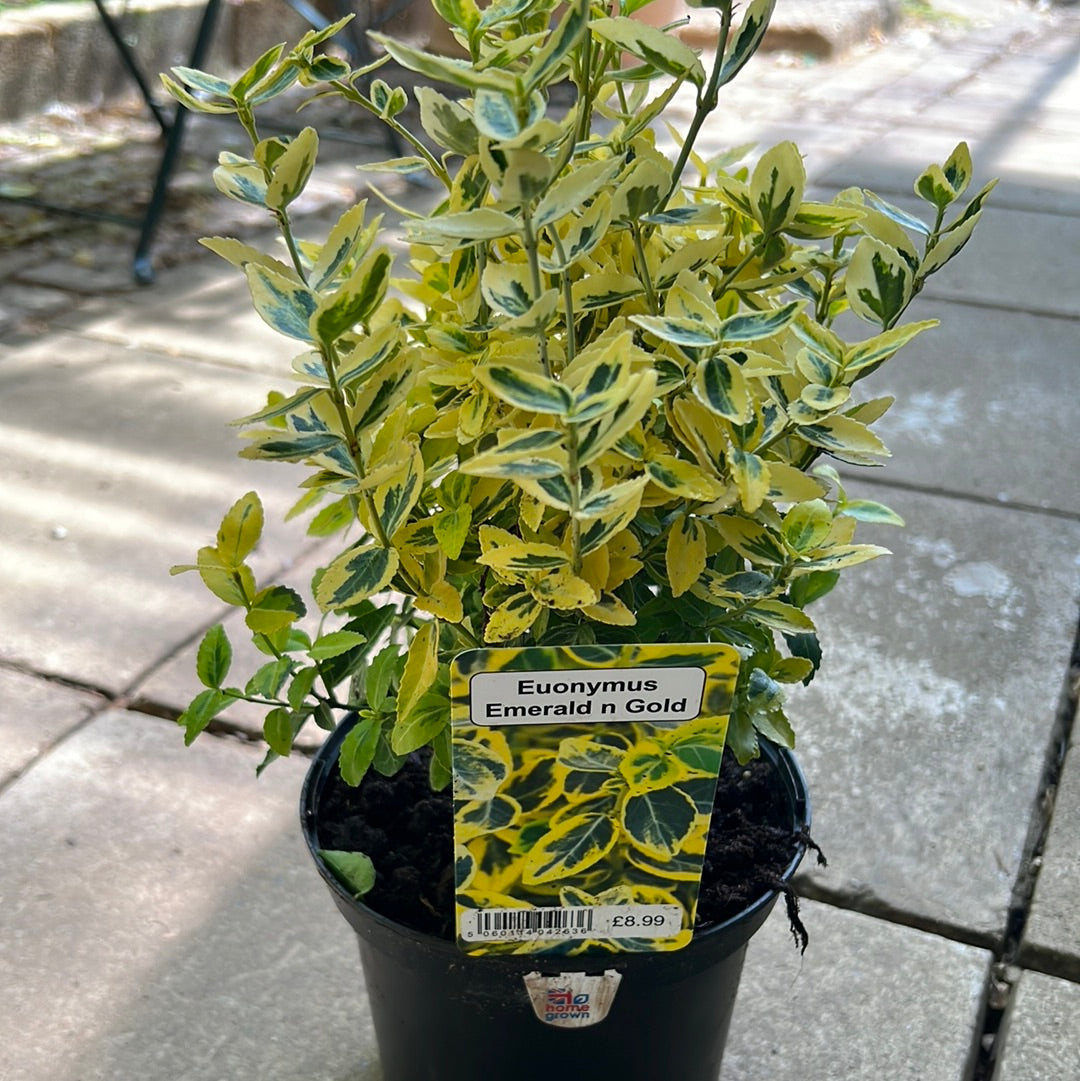 Euonymus emerald and gold