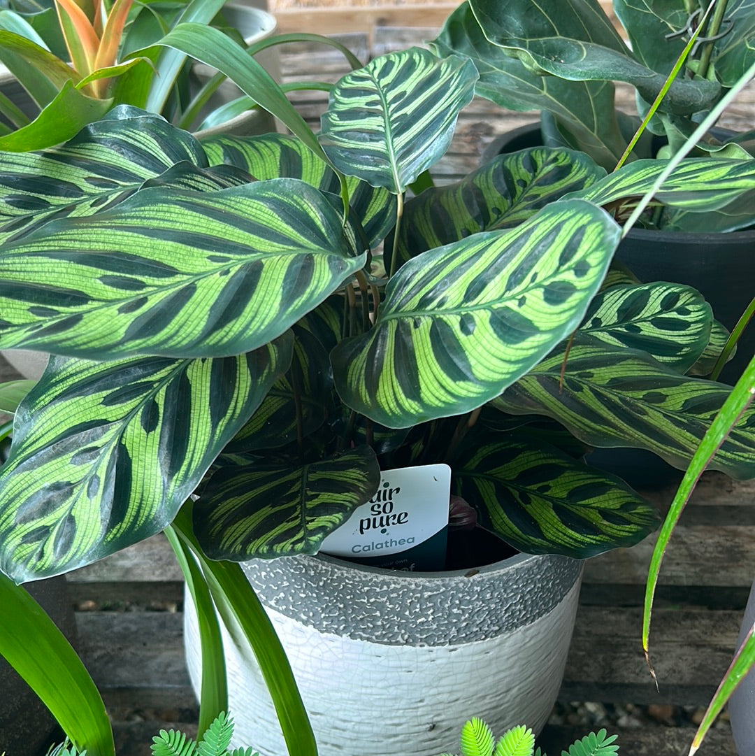 Calathea makoyana 'Air So Pure'
