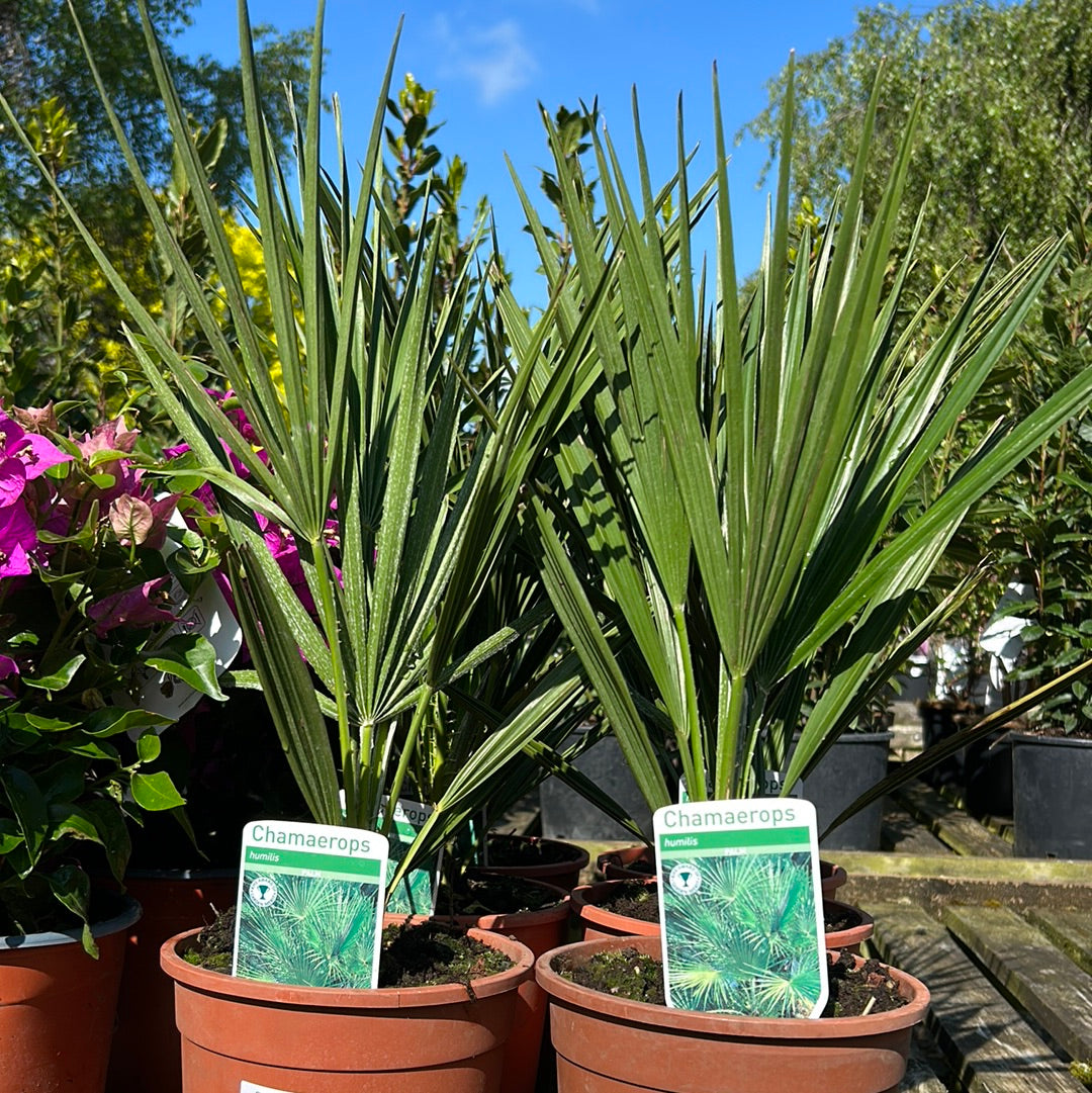 Chamaerops humilis