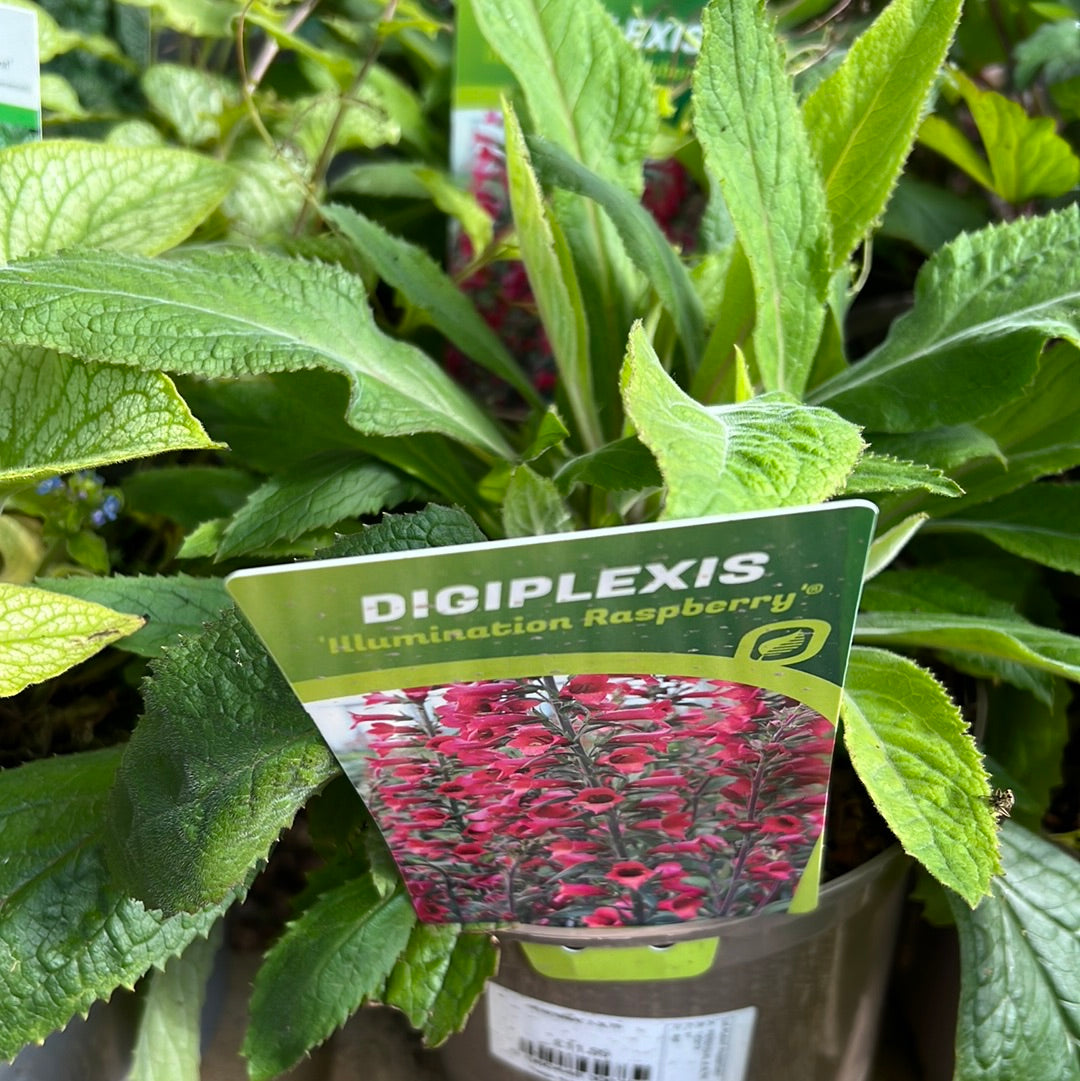 Digiplexis illumination raspberry