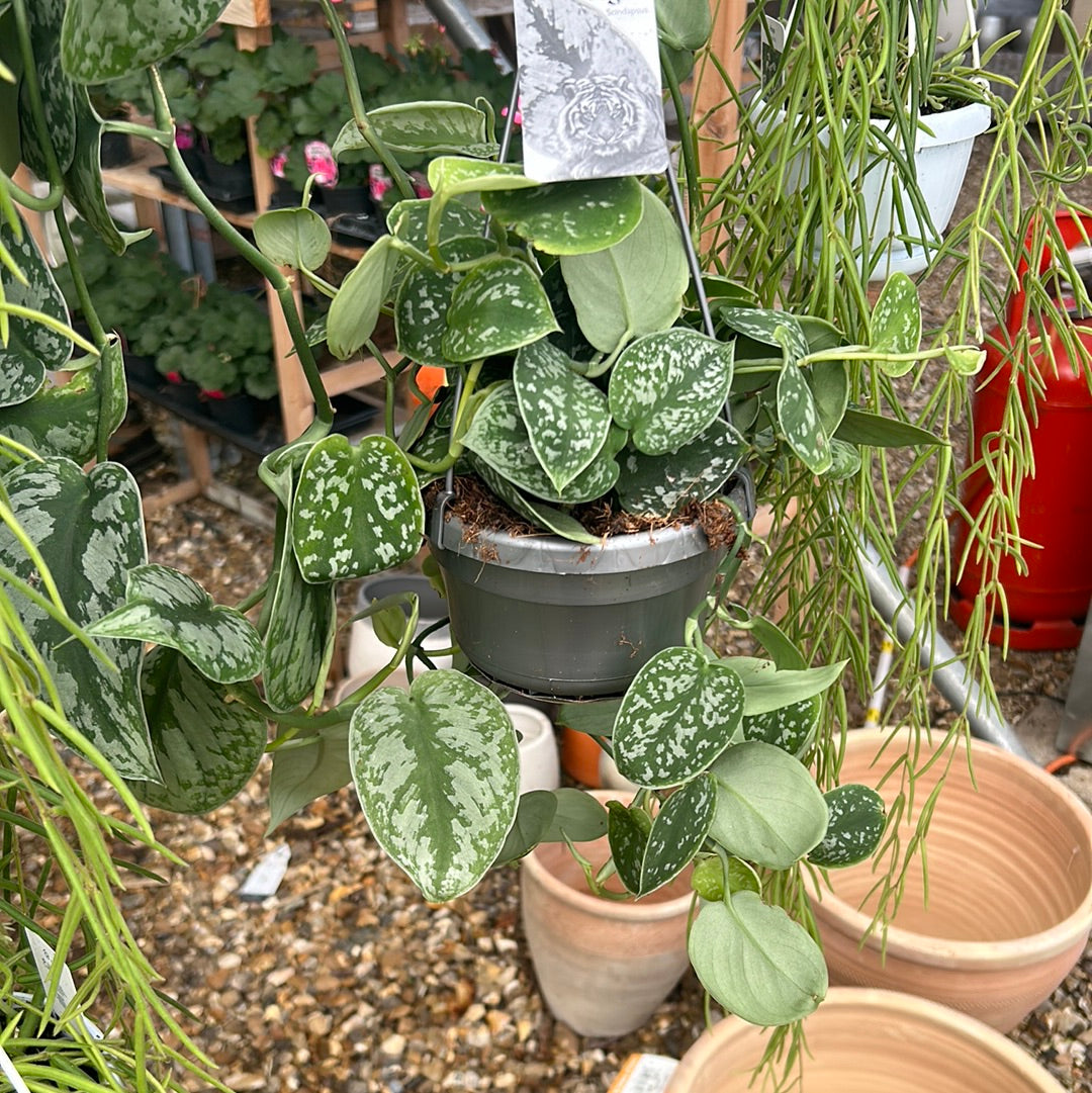 Epipremnum pinn (scindapsus) Hanging