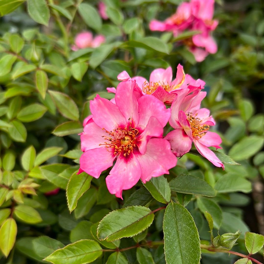 This morning rose