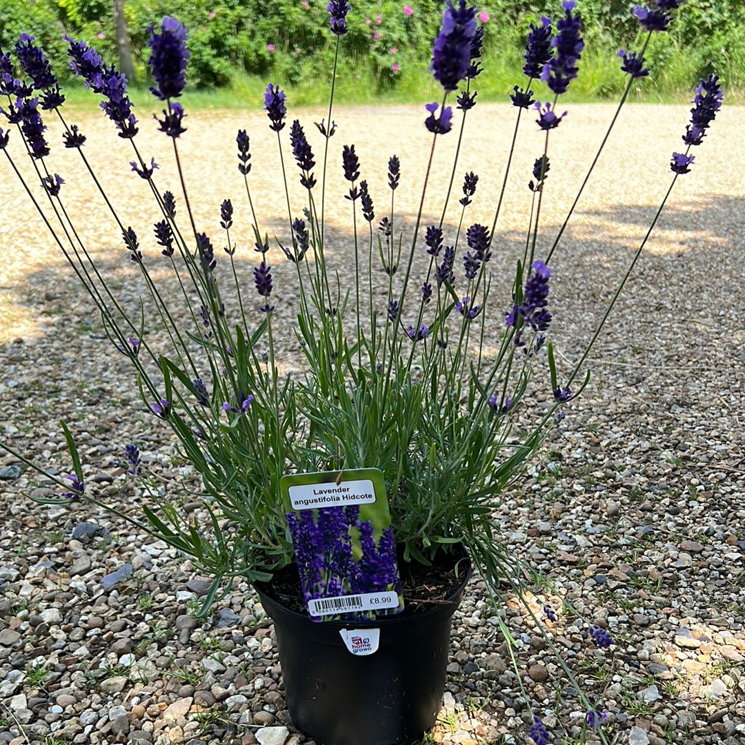 Lavender hidcote
