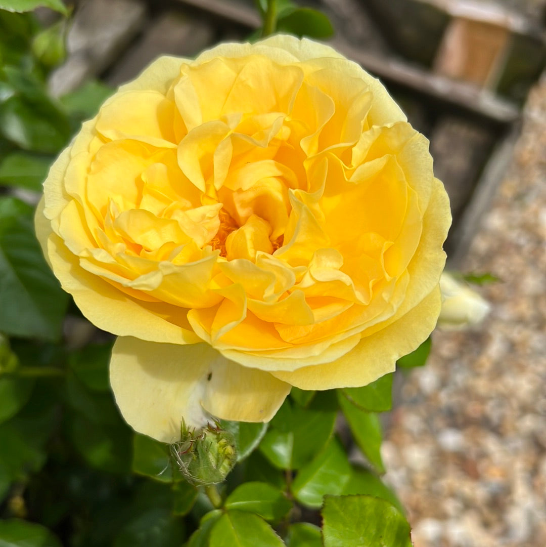 Golden 50th wedding anniversary special moments rose