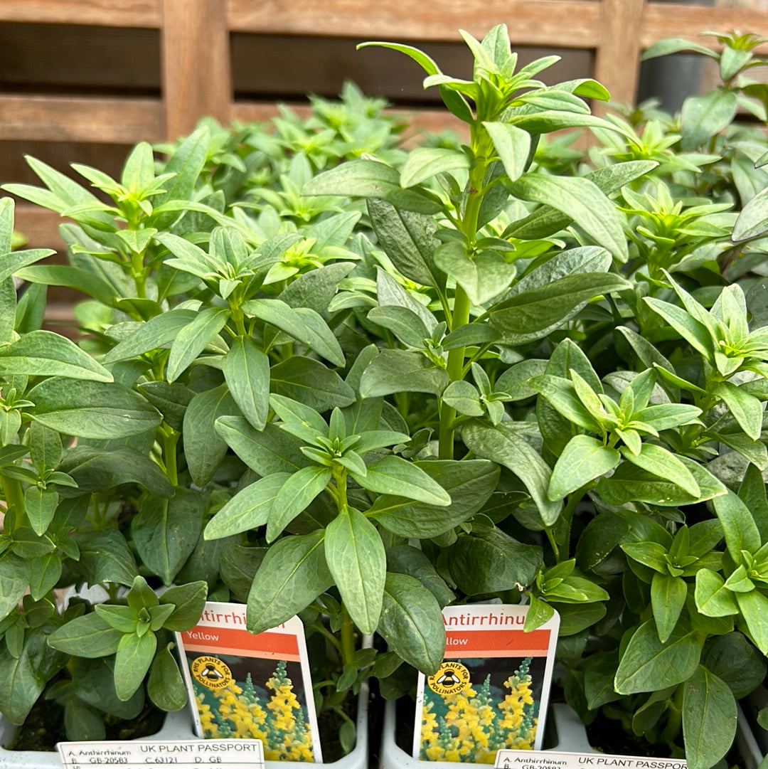 6pk Antirrhinum Yellow