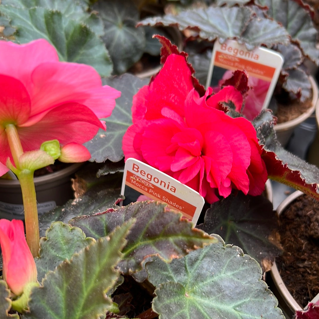 Begonia mocca pink shades 10.5cm