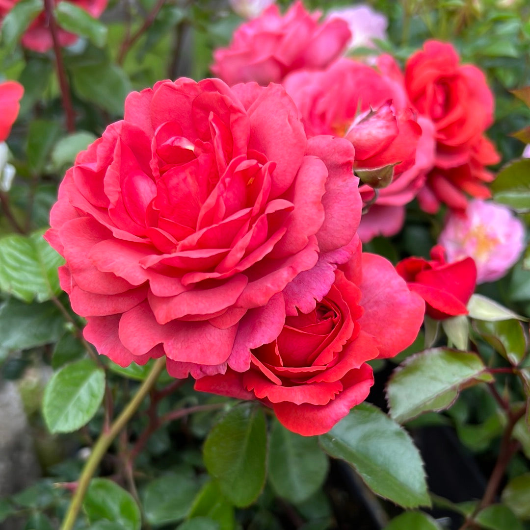 Wonderful world climbing rose