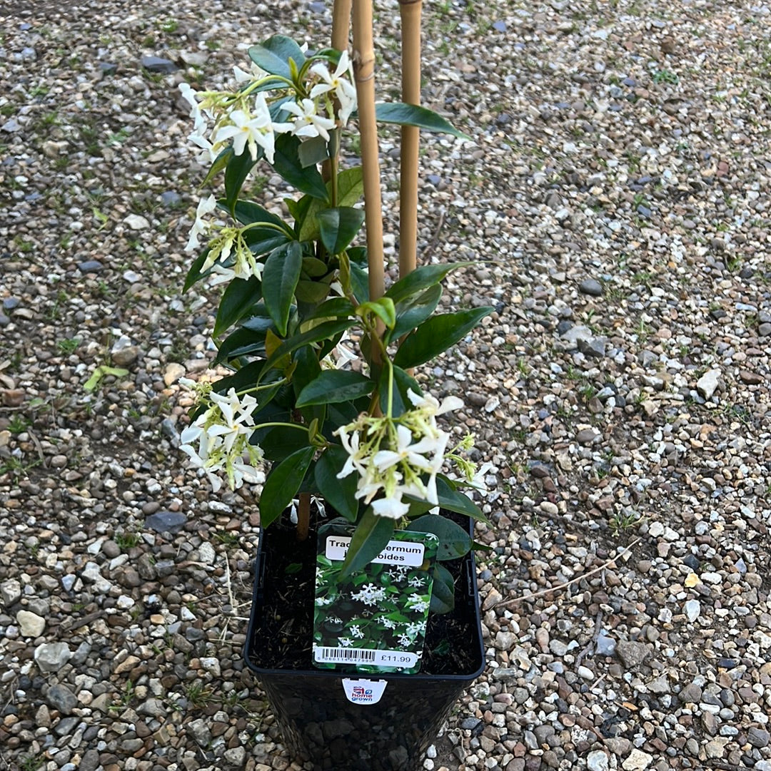 Trachelospermum jasminoides