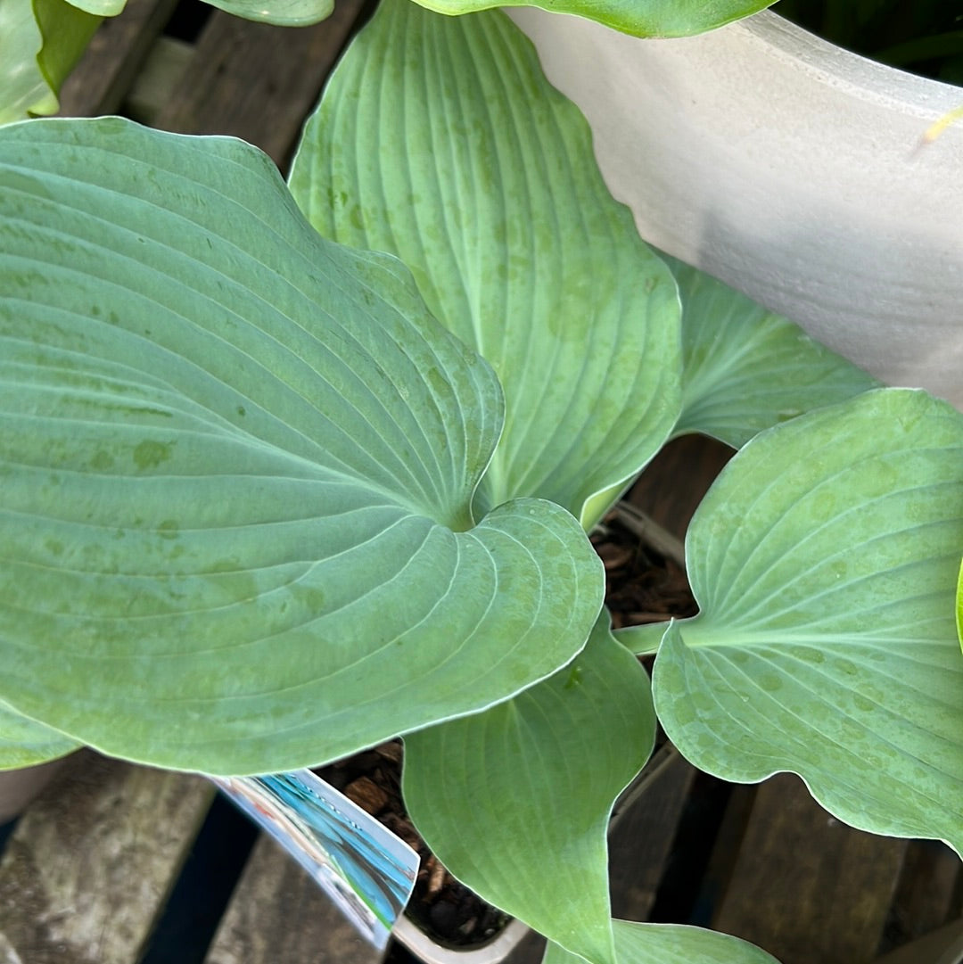 Hosta blue Angel 3L
