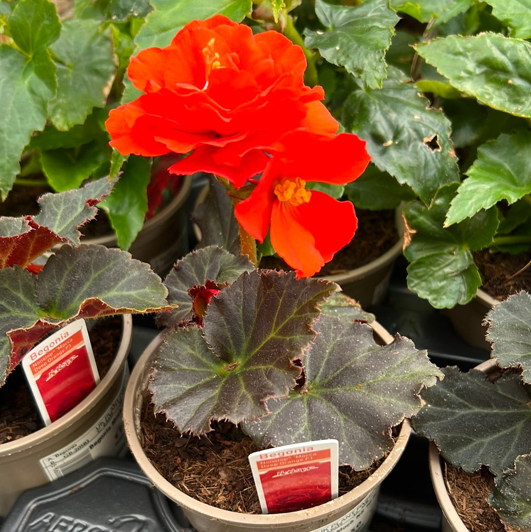 Begonia non stop mocca deep orange 10.5cm