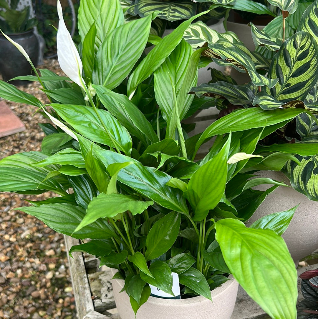 Spathiphyllum Chopin 'Air so pure'