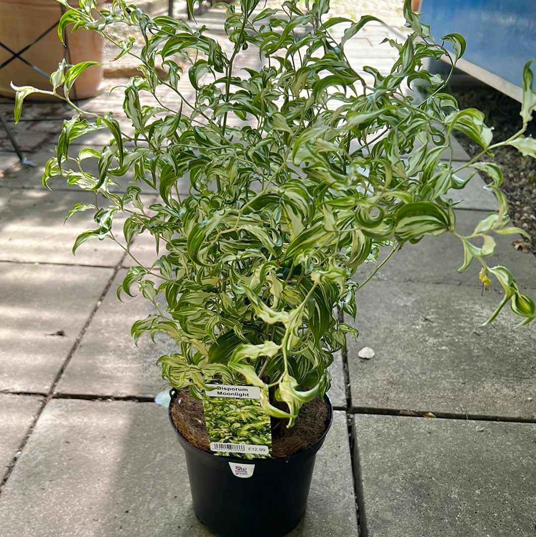 Disporum moonlight