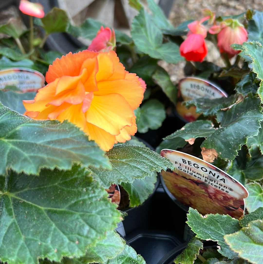 Begonia illumination golden picotee