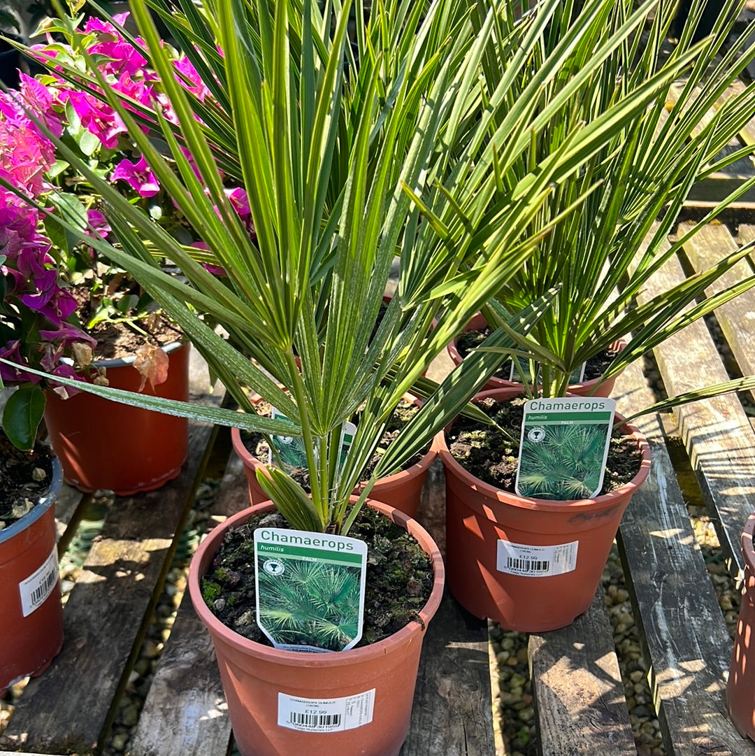 Chamaerops humilis