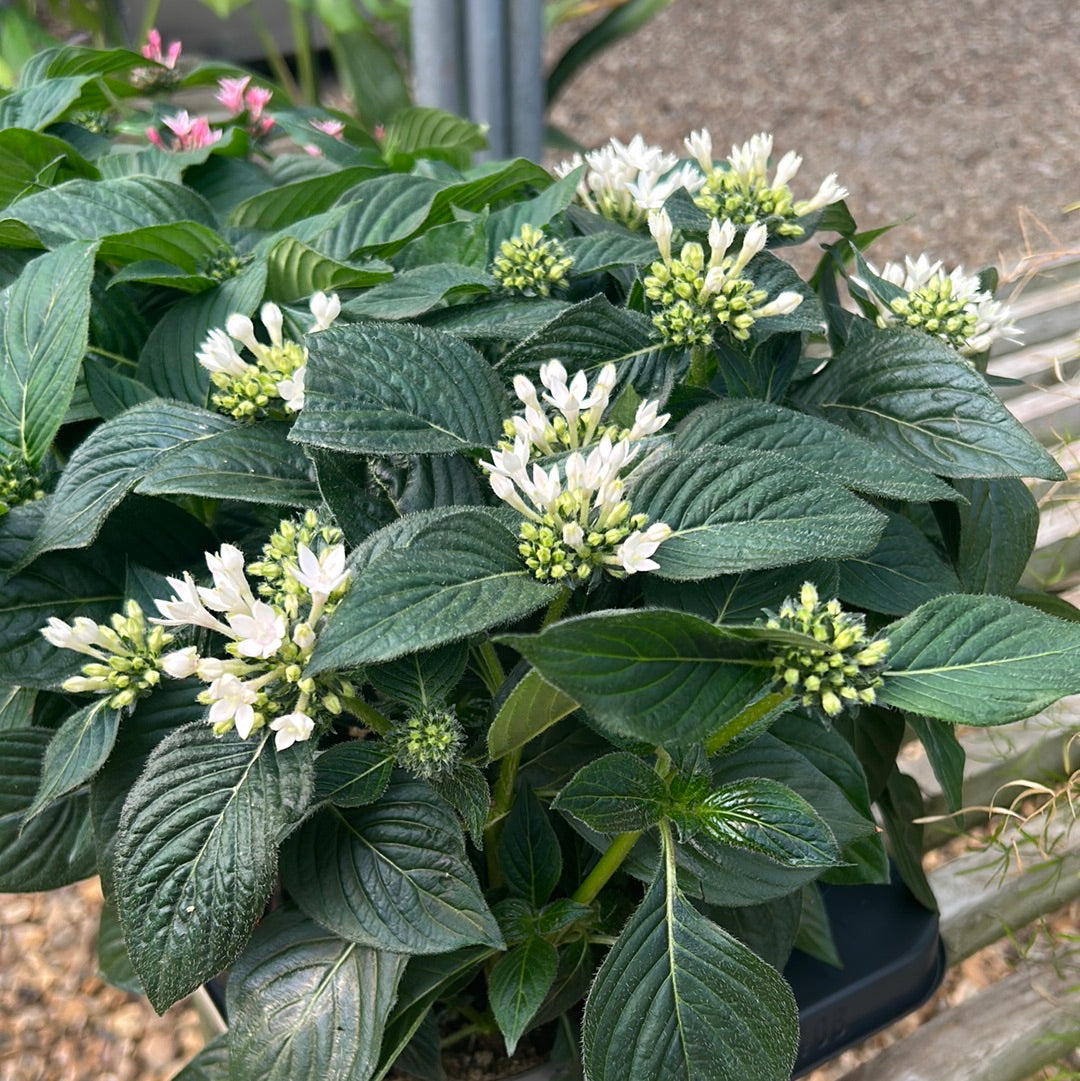Pentas lanc Starcluster