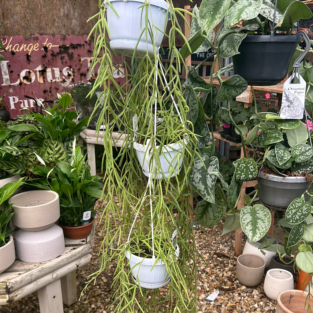 Hoya linearis