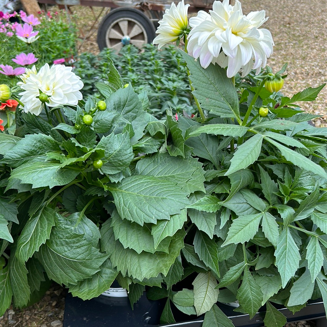 Dahlia Dalina Lopez White 3ltr