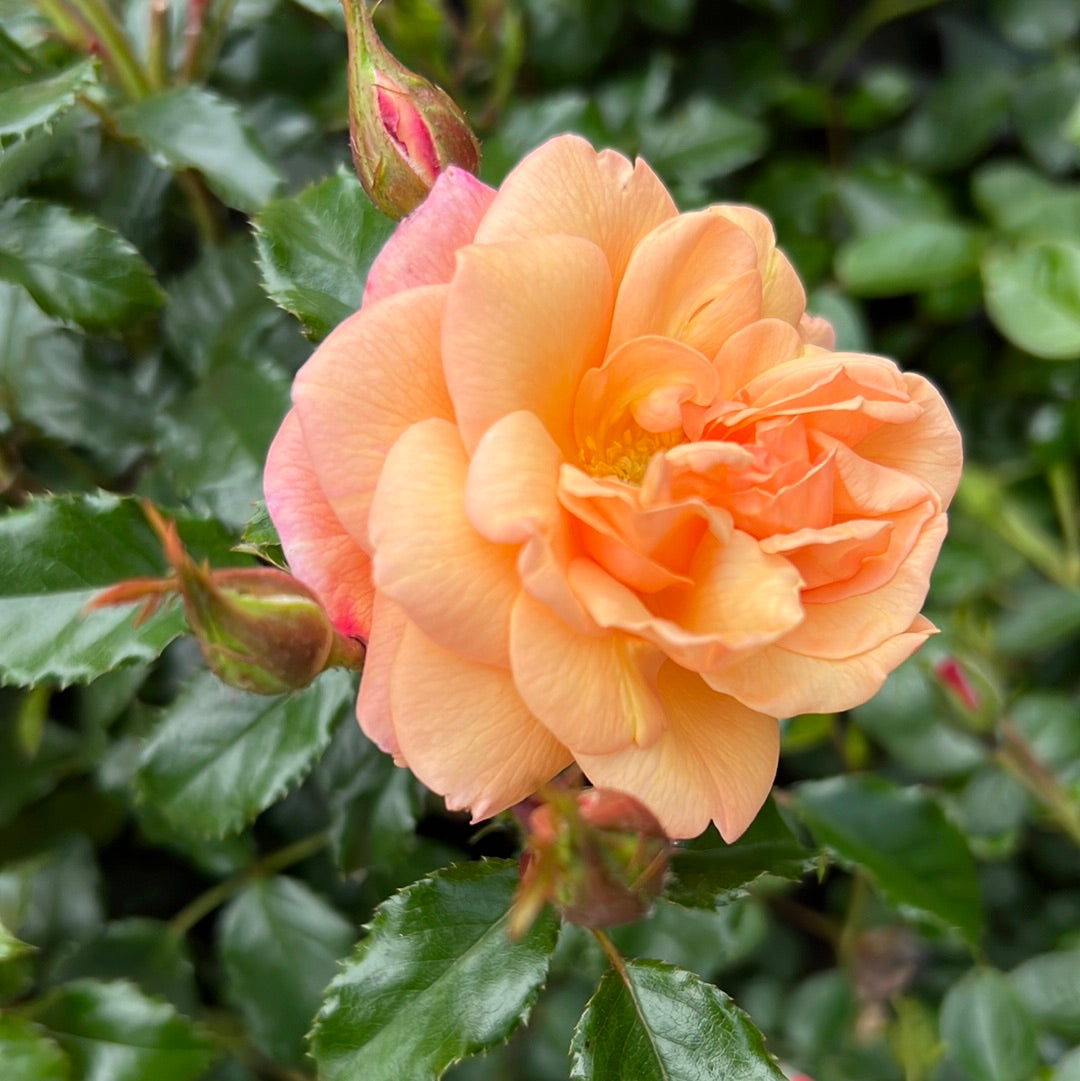 Susie climbing rose