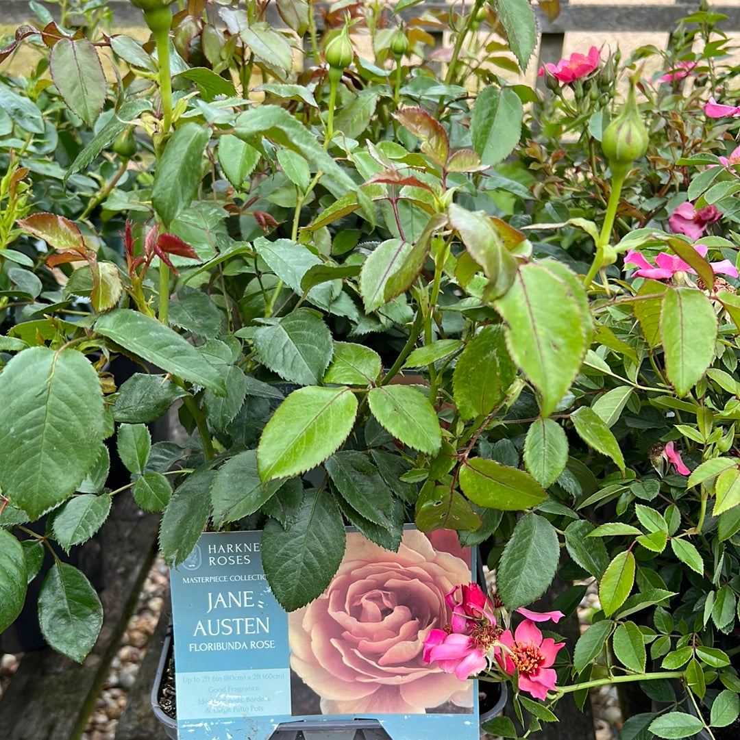 Jane Austen rose