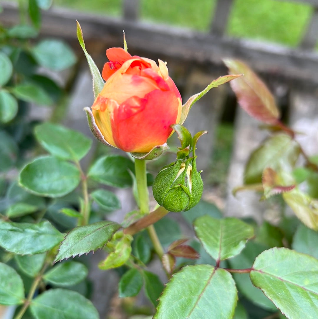 Jane Austen rose