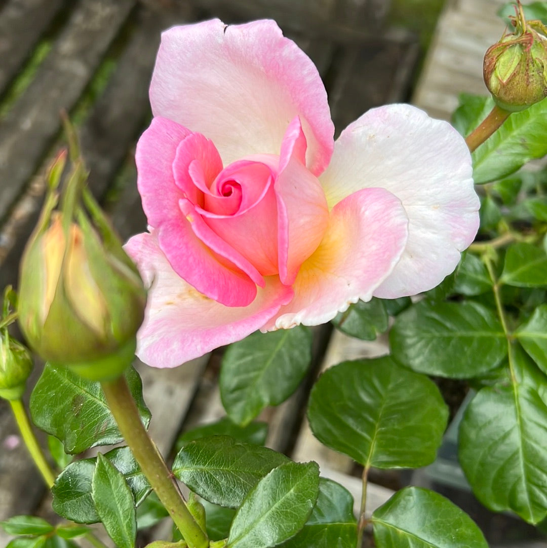 Sweet Syrie climbing rose