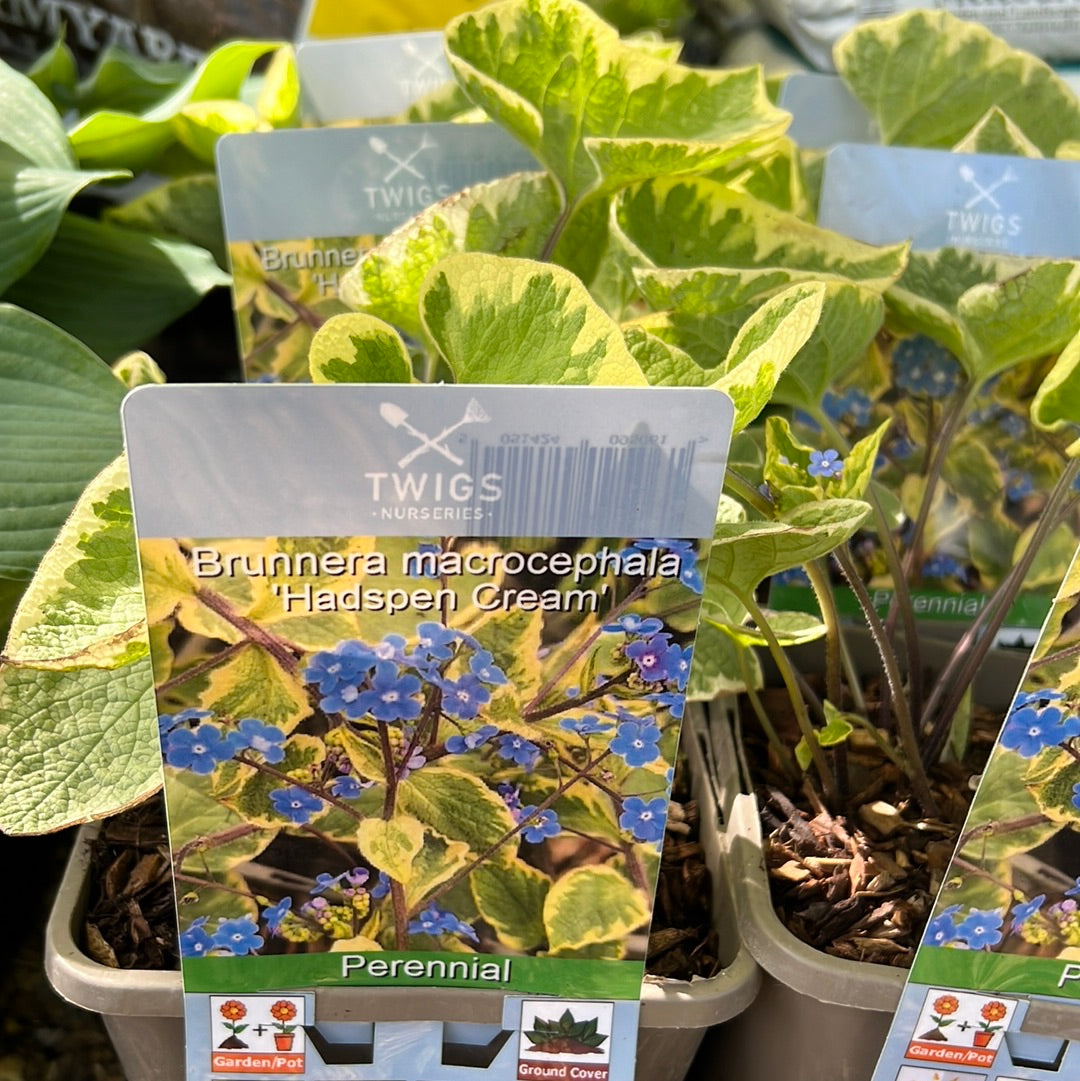 Brunnera hadspen cream 3L