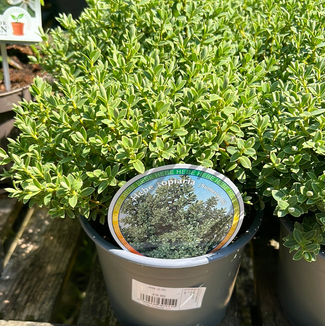 Hebe sutherlandii