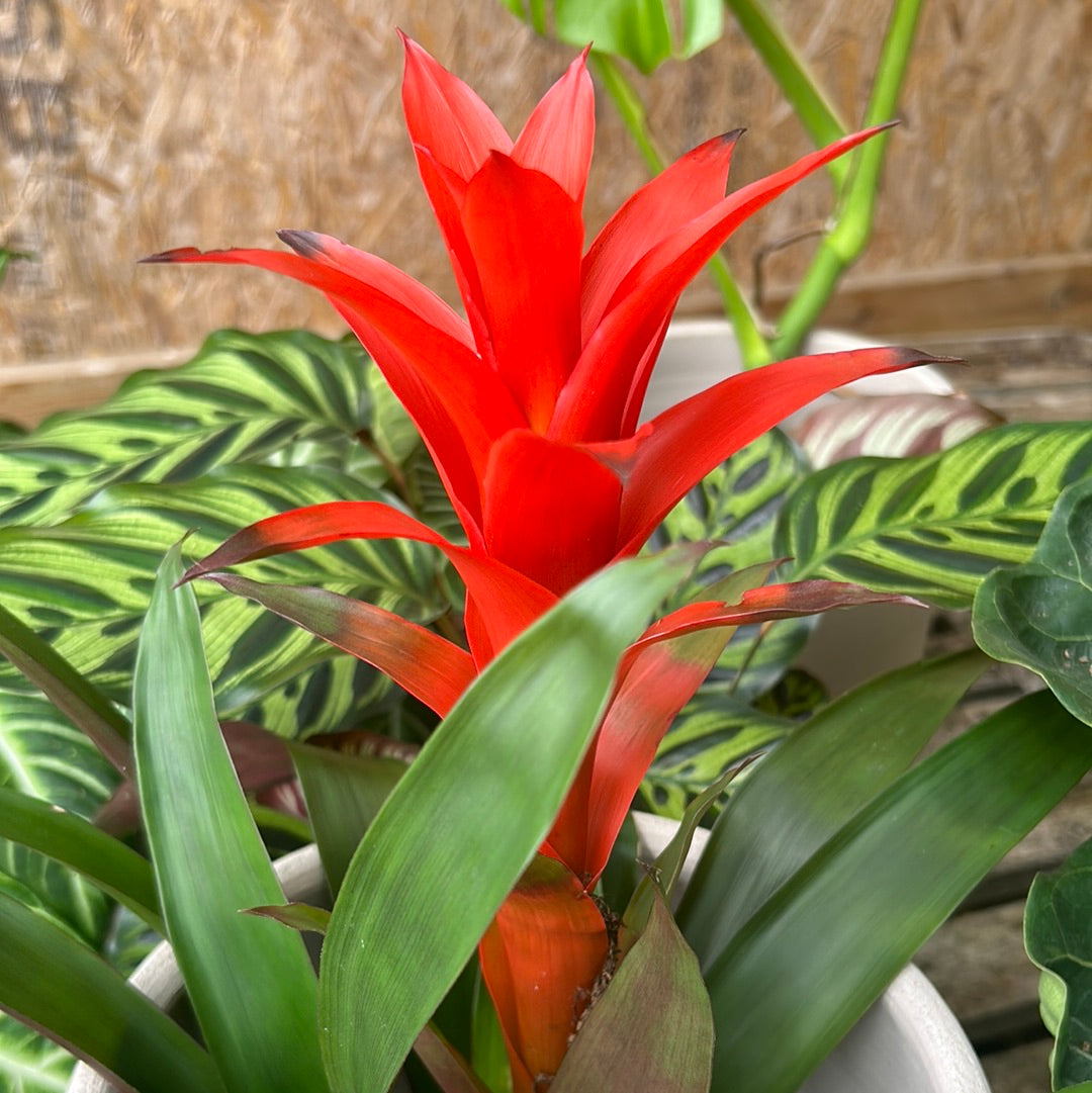 Guzmania mix