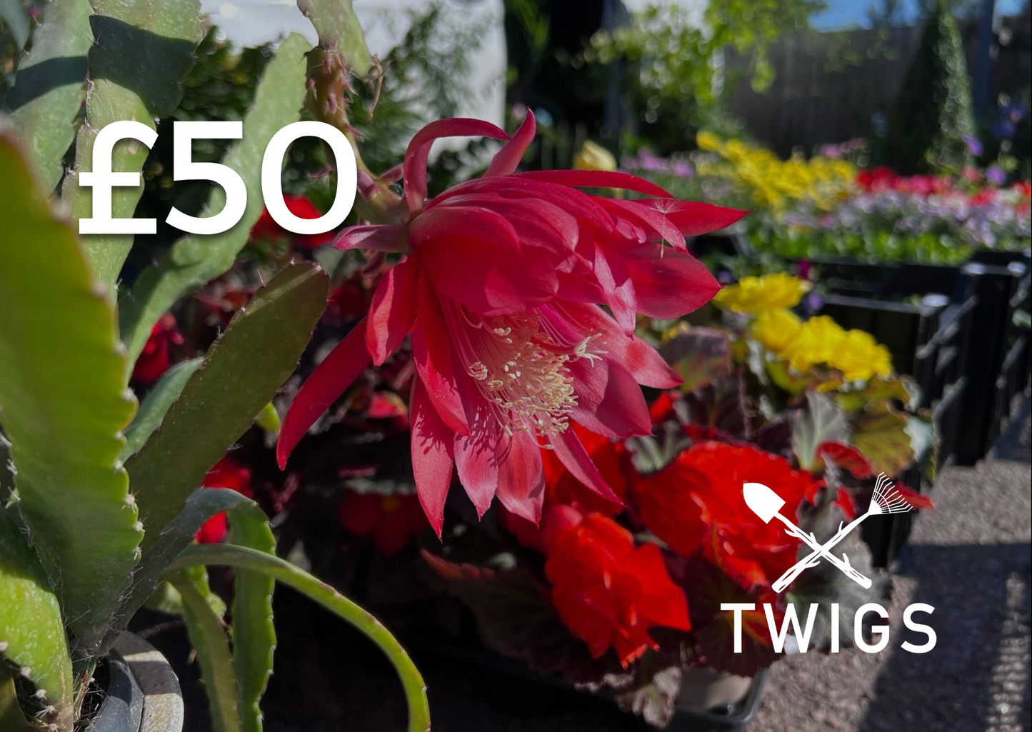 Twigs Nurseries Gift Card