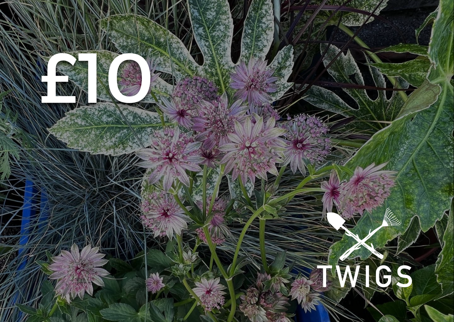 Twigs Nurseries Gift Card