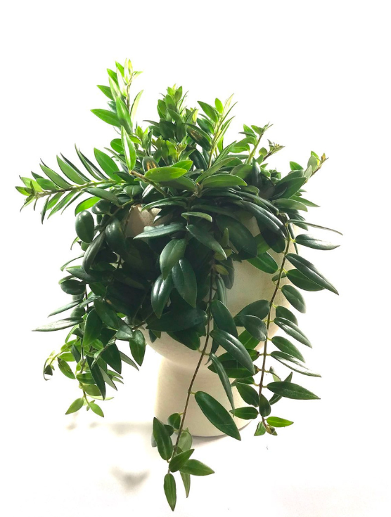 Pot Stoneware Yang