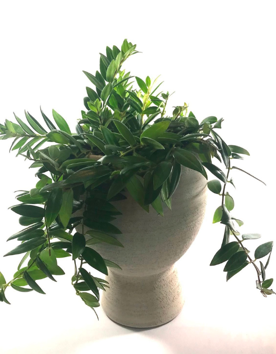 Pot Stoneware Yang