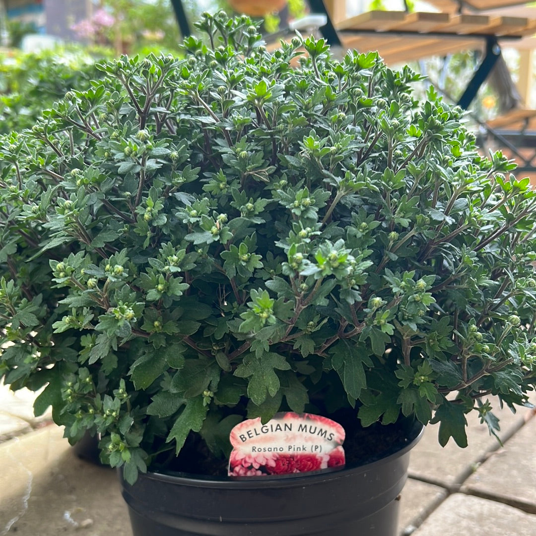 Garden Mums mix