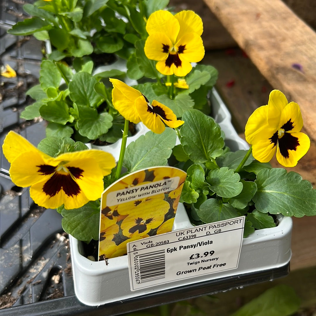 Pansy yellow with blotch six pack