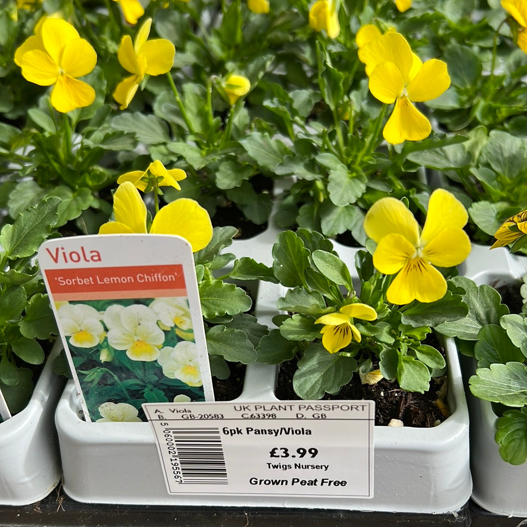 Viola sorbet lemon chiffon six pack