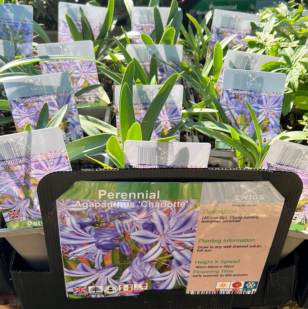 Agapanthus Charlotte